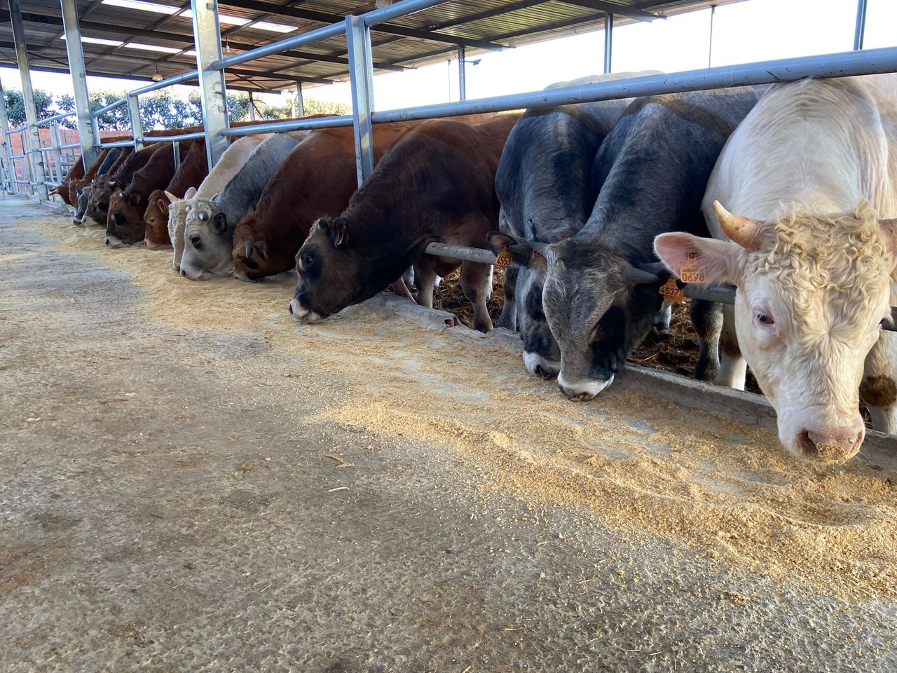 Inside the gates of a livestock import unit in Algeria