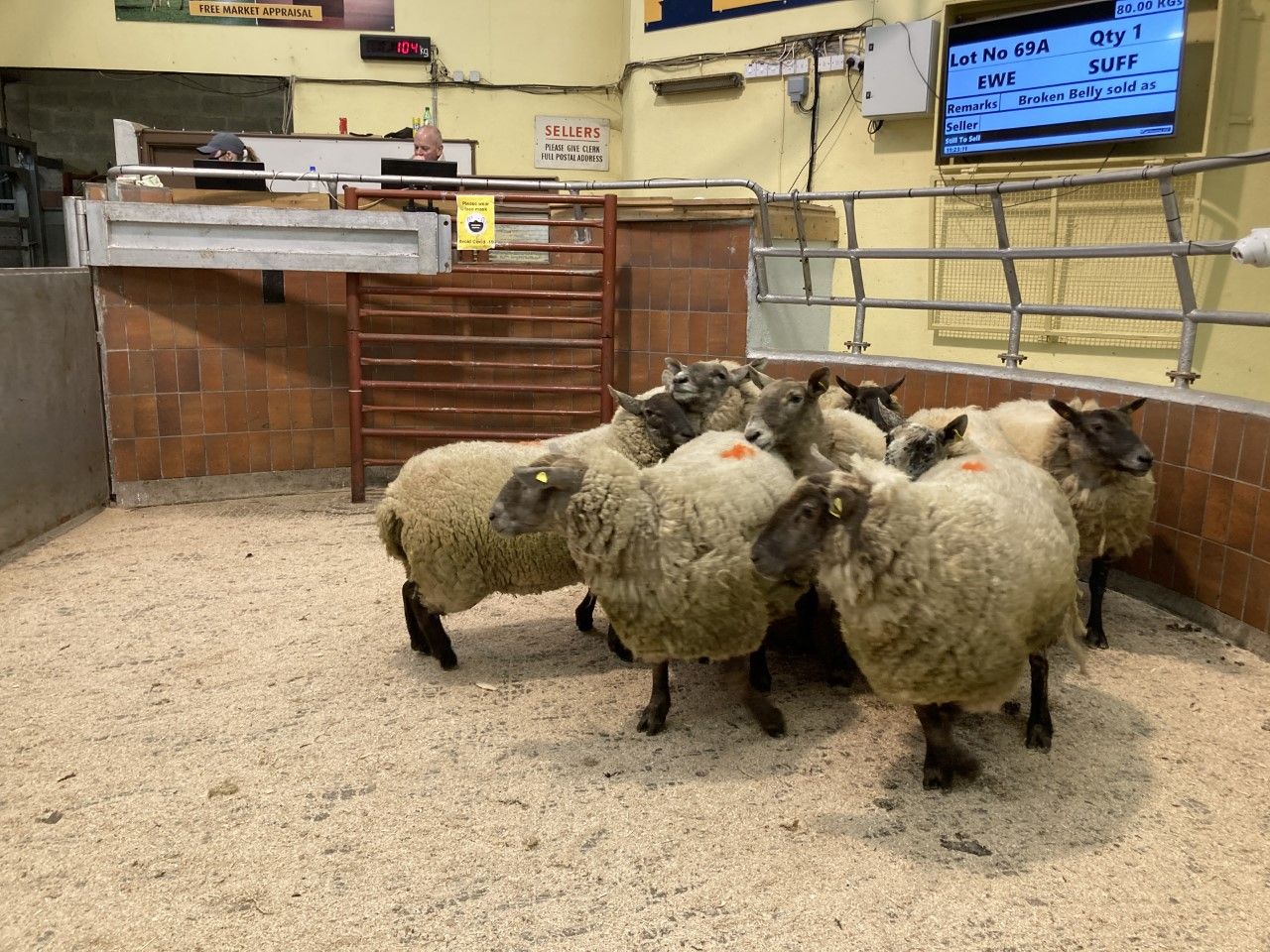 Cull ewes dominate mart trade as hoggets hold firm