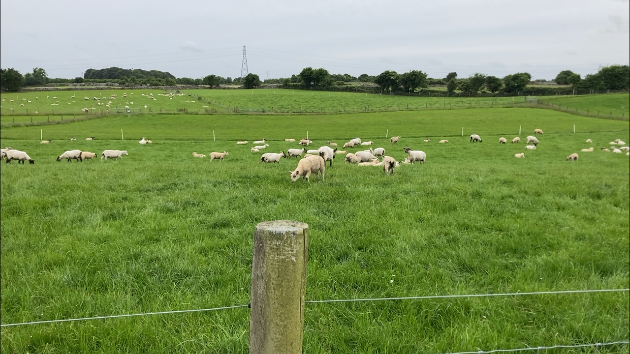 Lamb performance increased when grazing swards including a companion forage