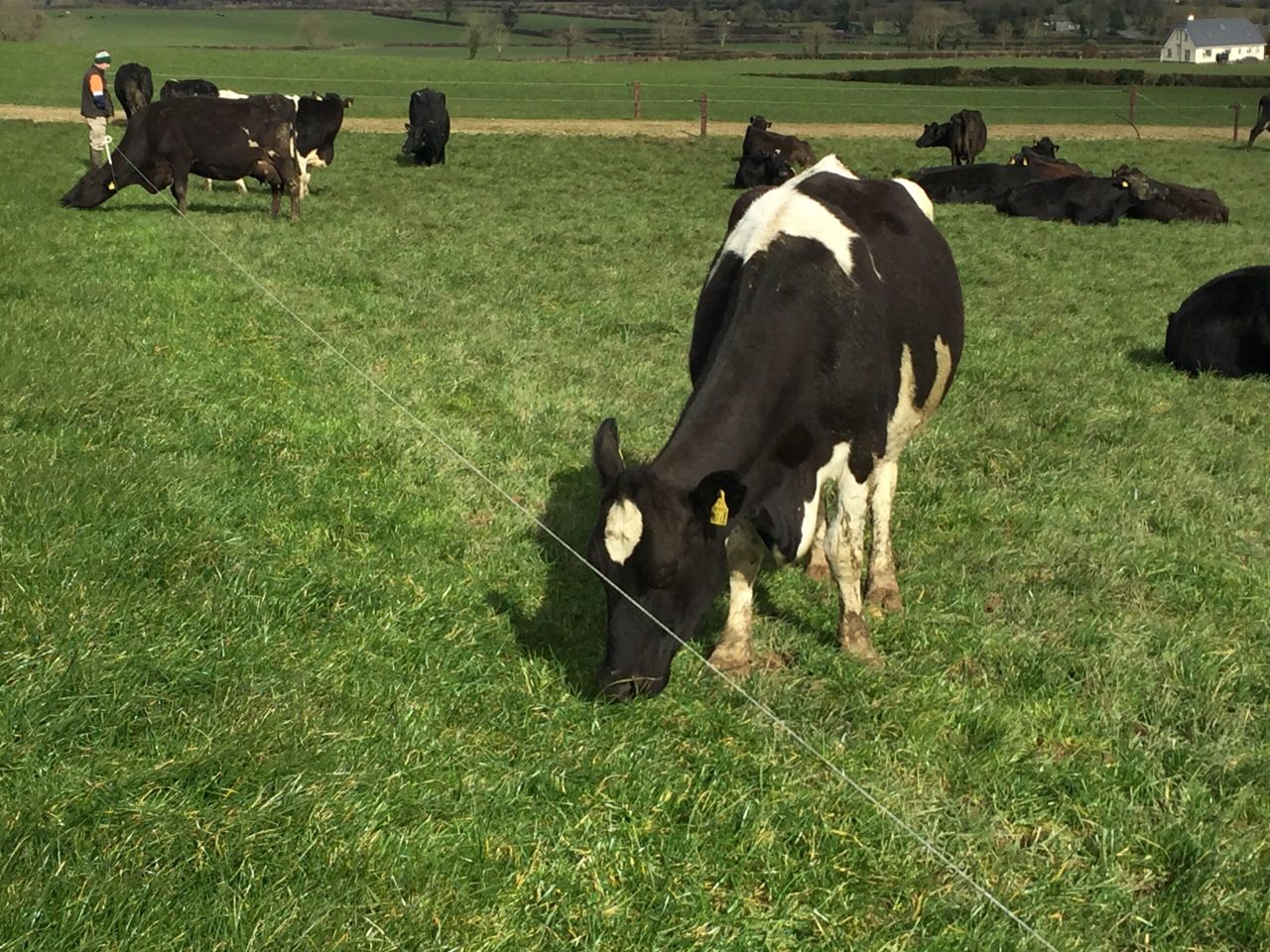 'The longer the lactation of a dairy cow the more profitable she will be'