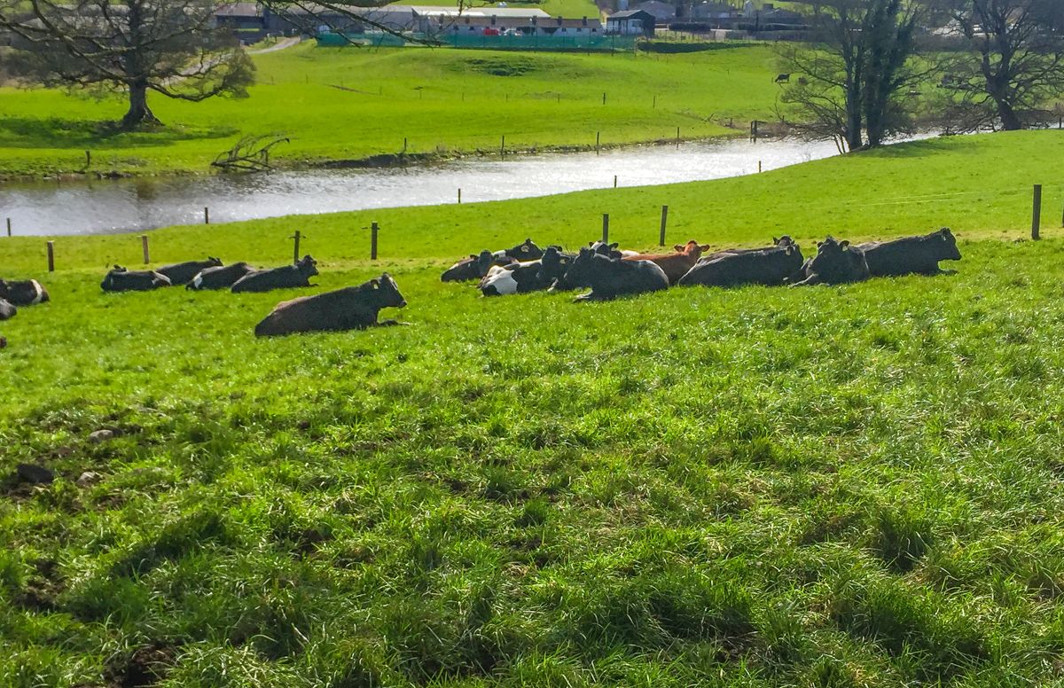 30ac contract rearing unit established at Ballyhaise