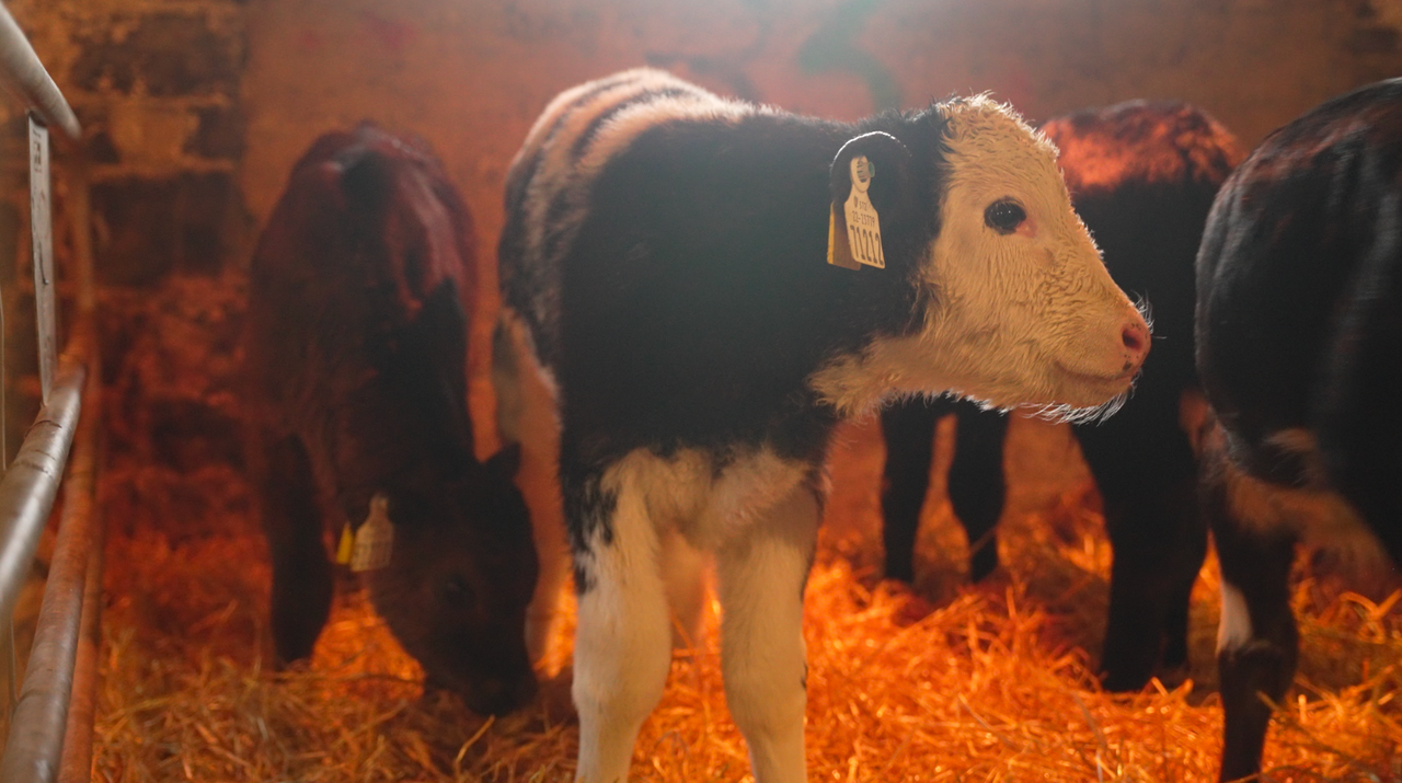 Farming for the Future: Rearing 275 calves in a 'nursery' shed