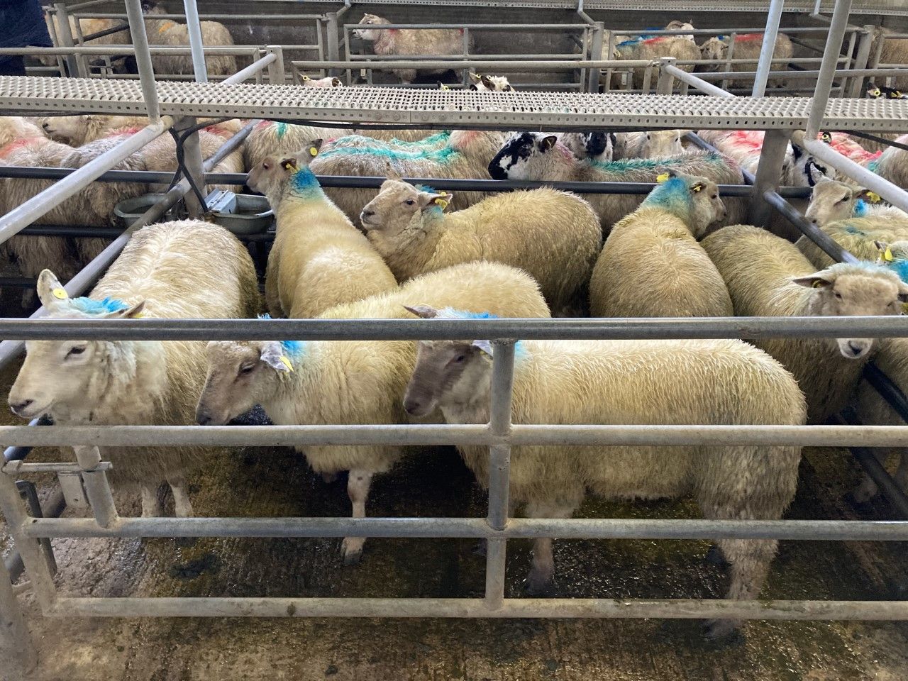 Farmers advised to 'sell hard' as hogget factory quotes clear €8/kg
