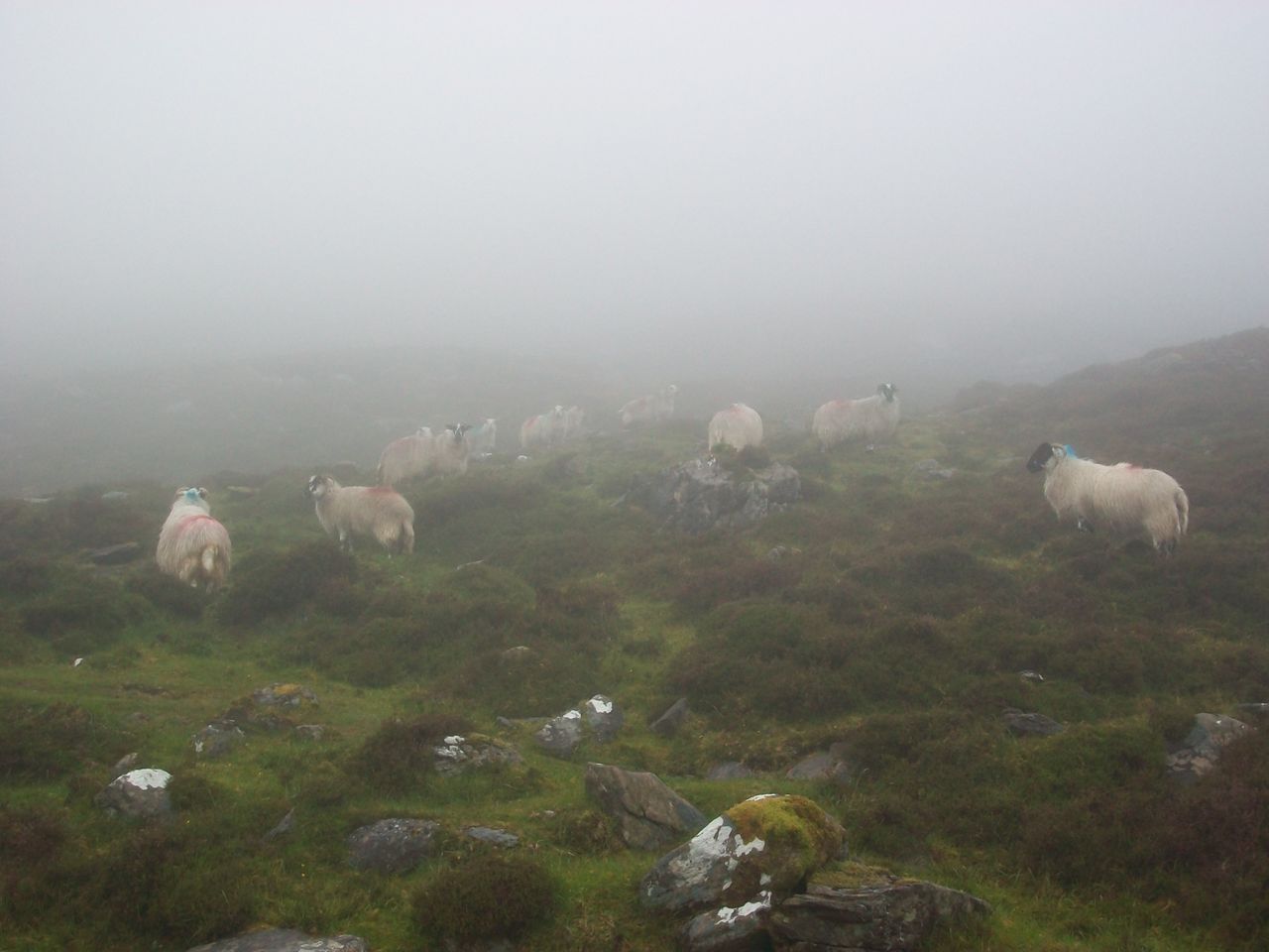 Met Éireann issues fog warning for Munster