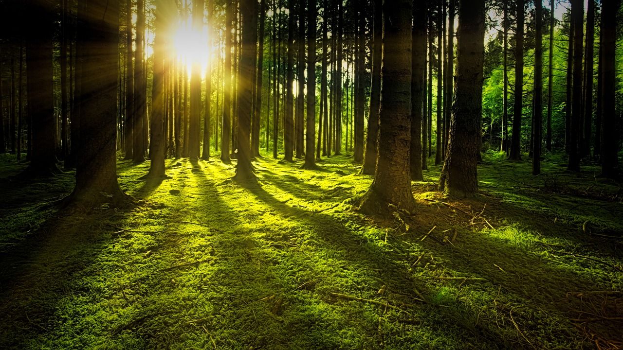 Forestry Knowledge Transfer Group Scheme re-opens
