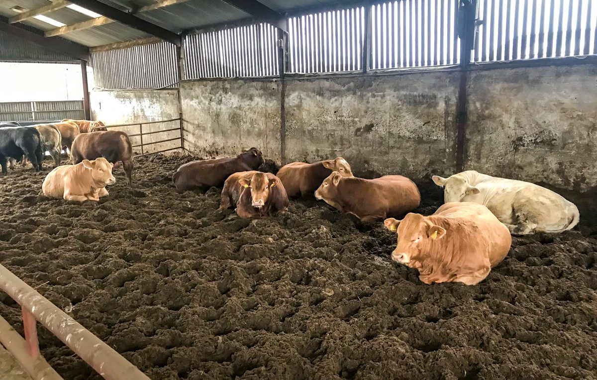 Beef focus: Finishing under 16-month bulls along with steers and heifers in Co. Kilkenny