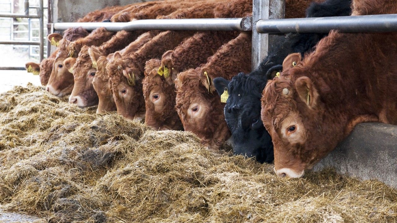 FAI: What is the fodder outlook on your farm?