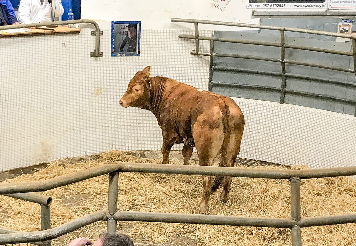 Pics and prices: Exporters and grass buyers out in force at Castlerea Mart