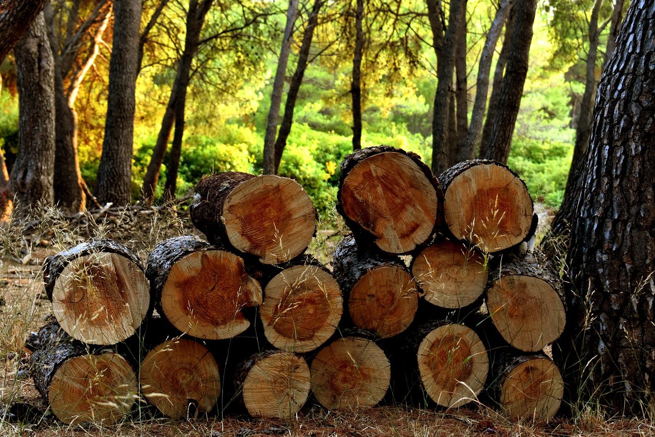 Timber prices impacted by war in Ukraine according to industry survey