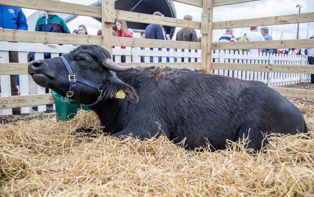 Cork buffalo farmer seeks partnerships