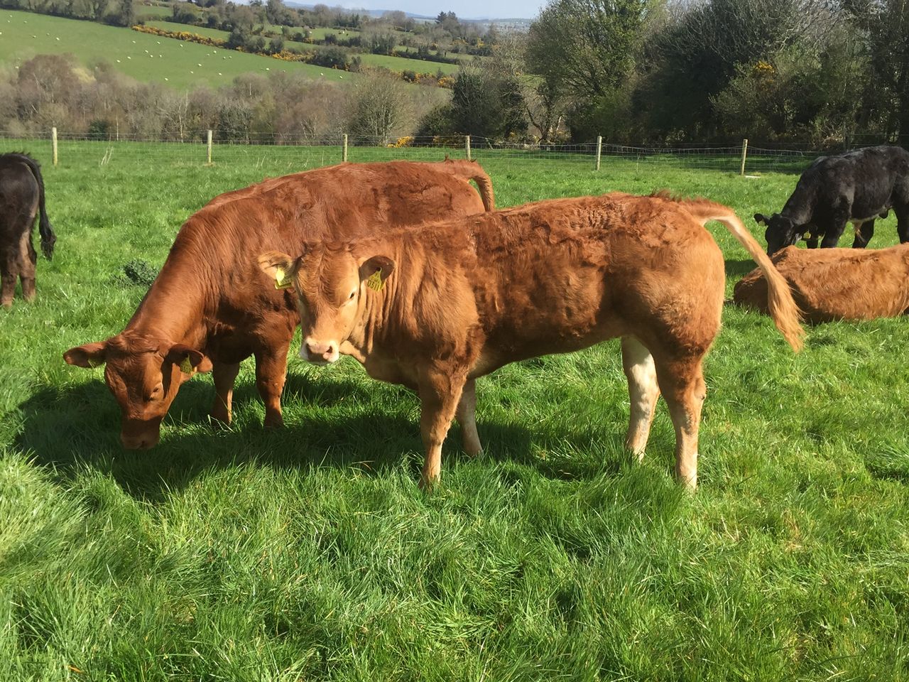 Suckler calf registrations plummet to lowest level in 7 years