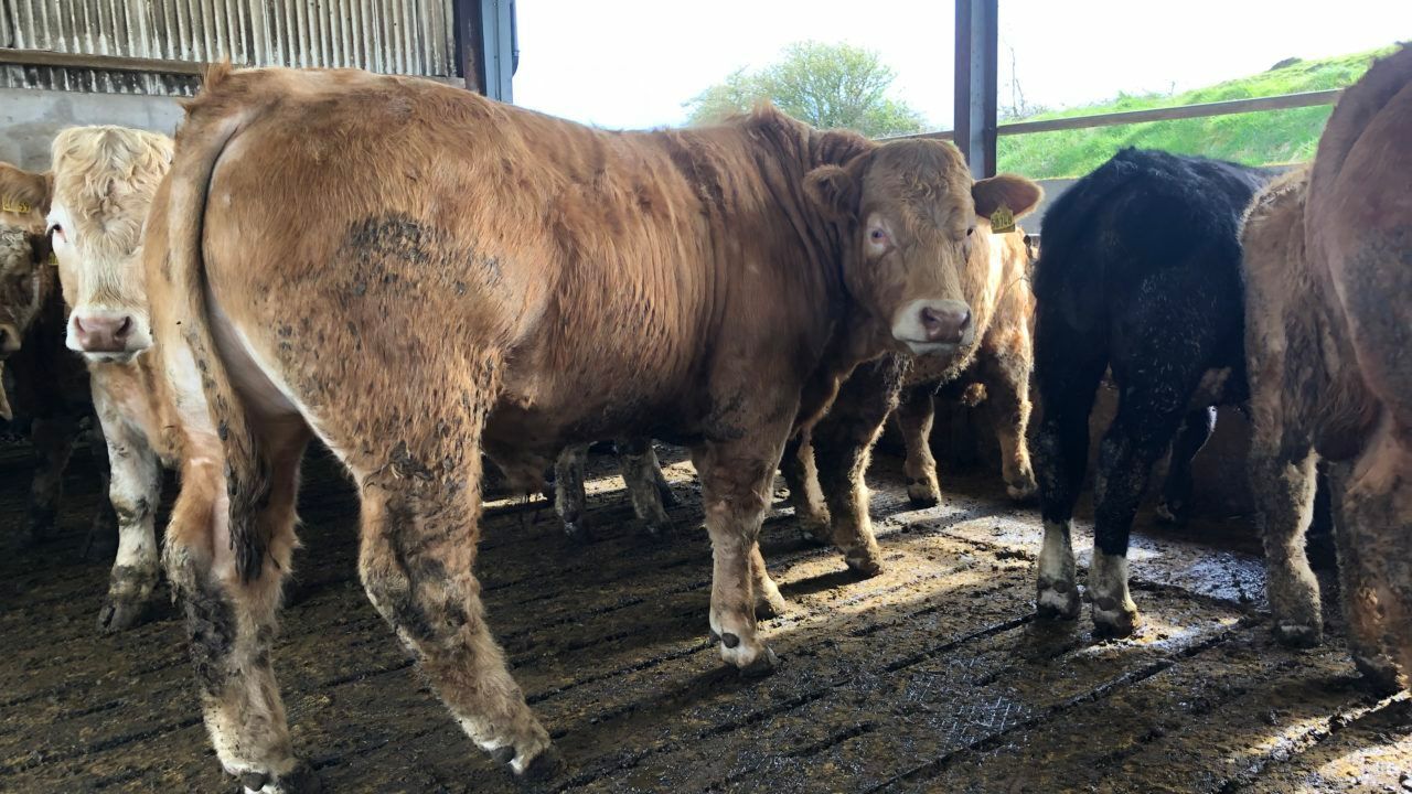 Factory quotes: Beef price quietly moving upwards