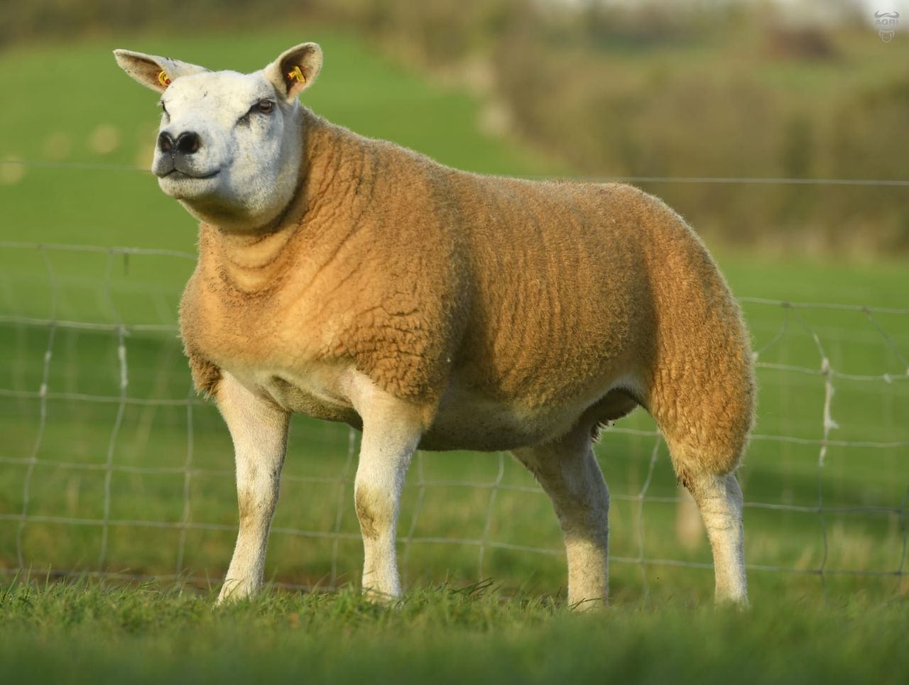 All-Star Texel sale reaches a high of €2,000
