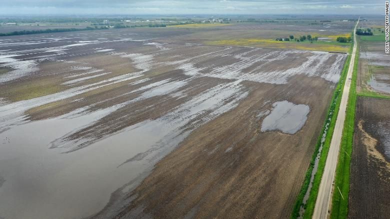 Grain price: US markets fall as corn acreage estimated up