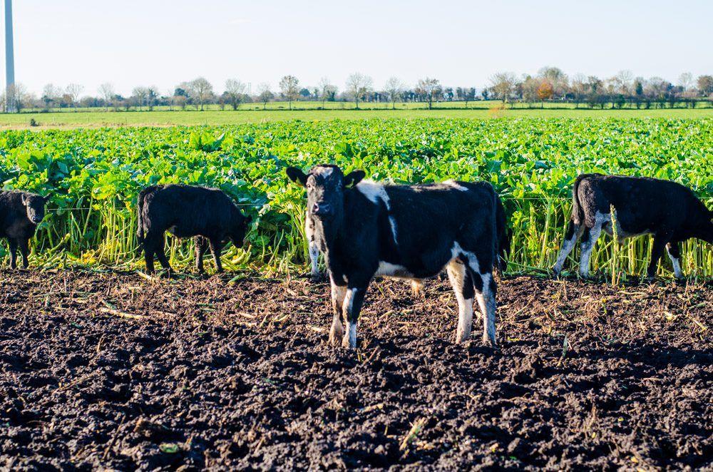 'Joined-up thinking' needed between dairy and beef