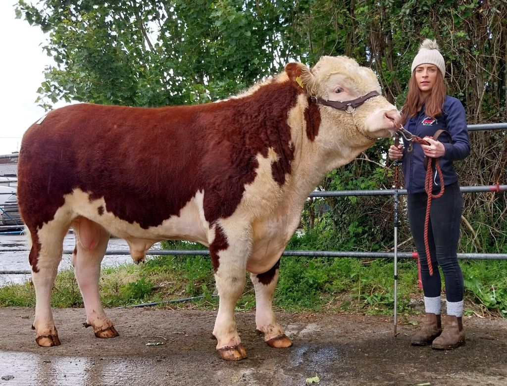Rathnollag Dazler HH pictured with breeder Sinead Conry