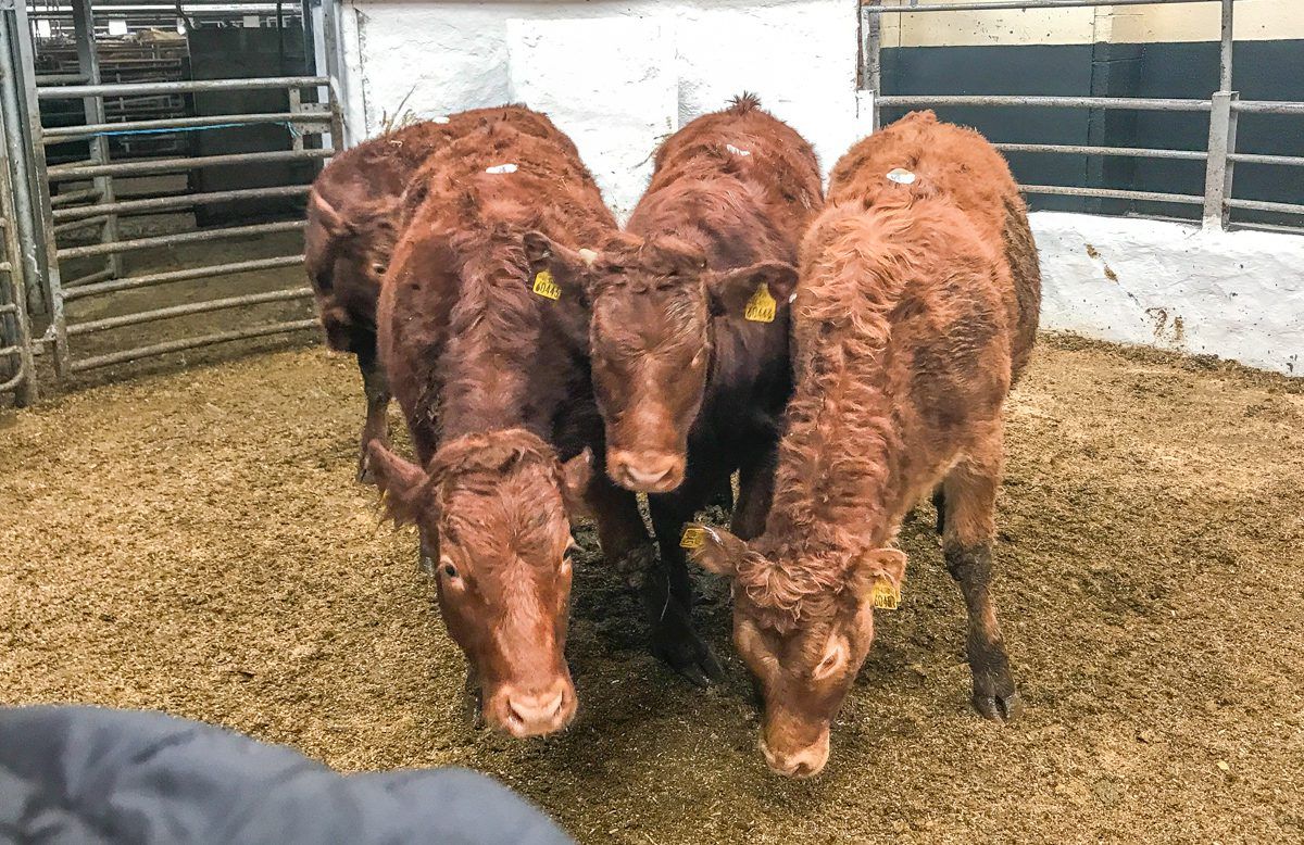 Pics and prices: Store heifers and bullocks in demand at Tullow Mart