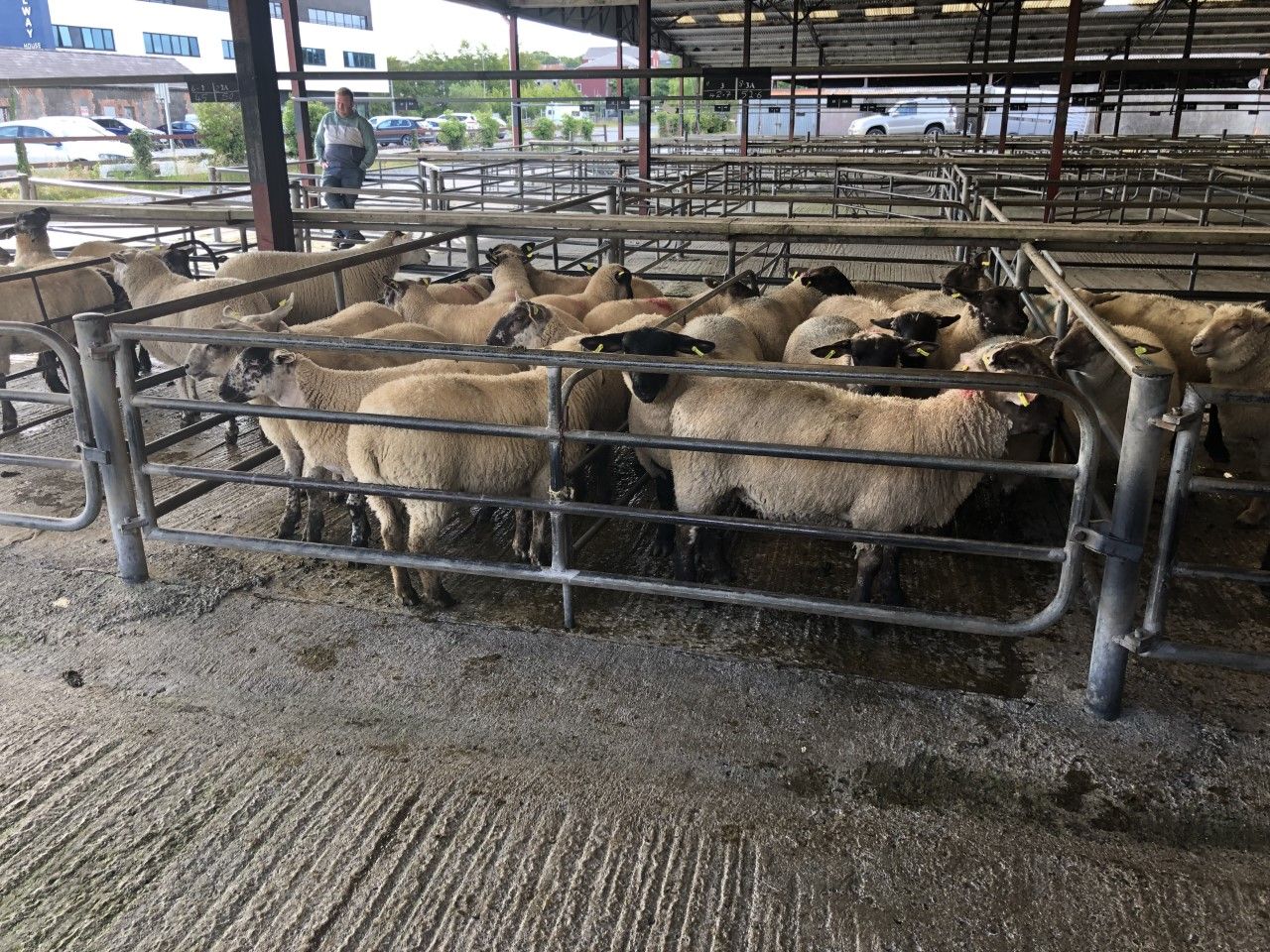Sheep marts: Lambs easier by up to €4-5/head in places