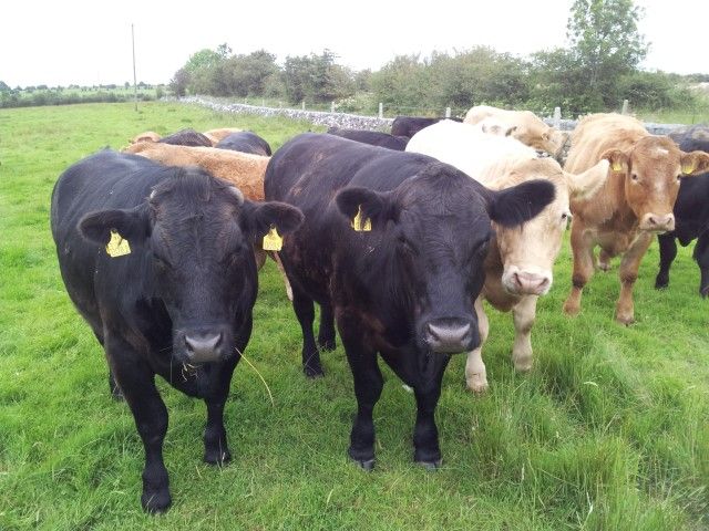 Cattle numbers set to tighten in the UK