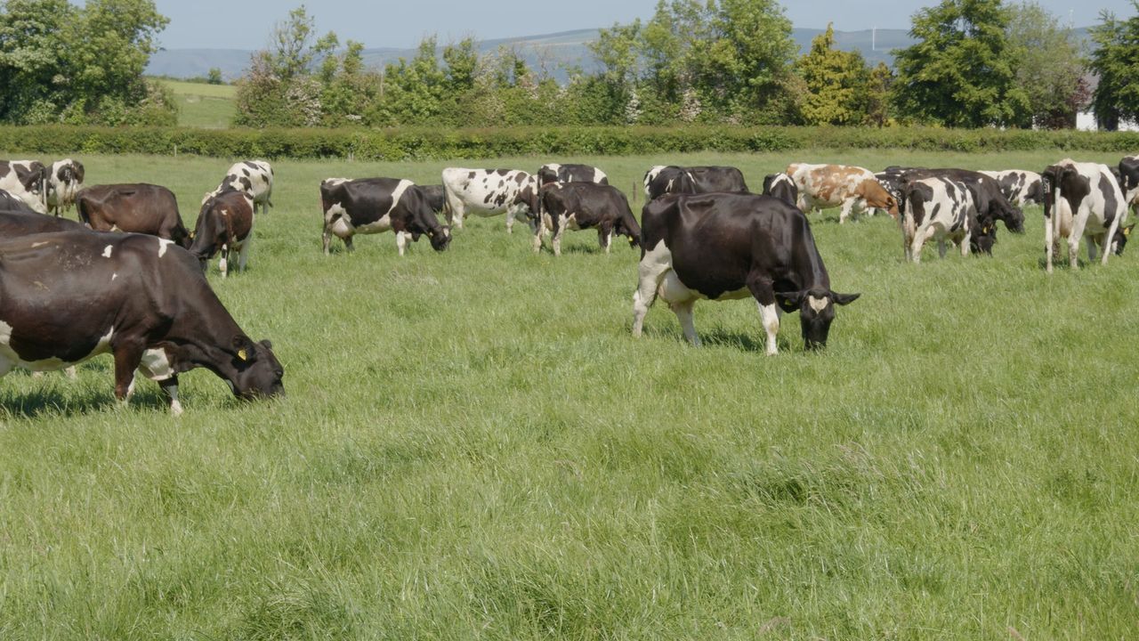 ICMSA: 'Fear is that more areas will be brought into 220kg/ha derogation'