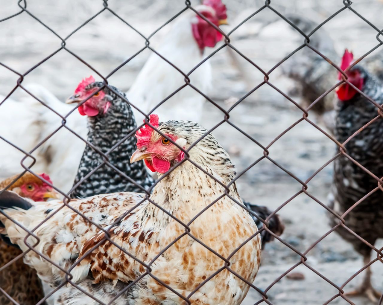 RaboResearch: EU chicken prices up 15% in Q2 2025