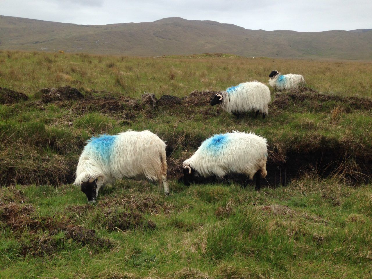 Collapse in farming numbers 'a wake-up call for the west'