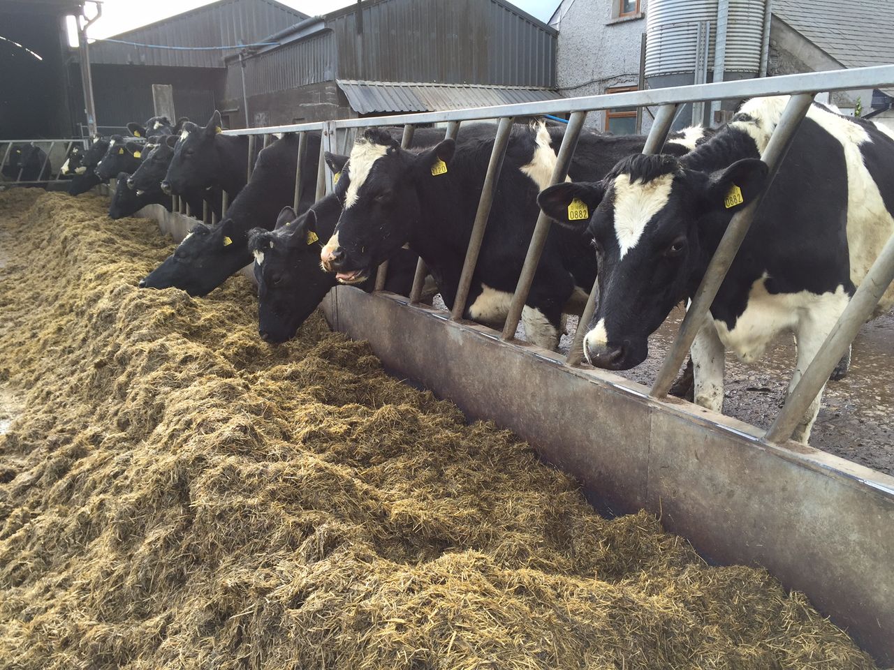 ICMSA says stock market turmoil to impact on farm output prices