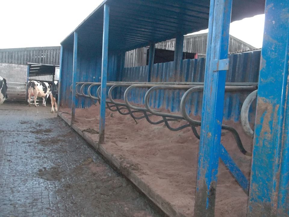 Old shipping container regenerated into cow cubicles