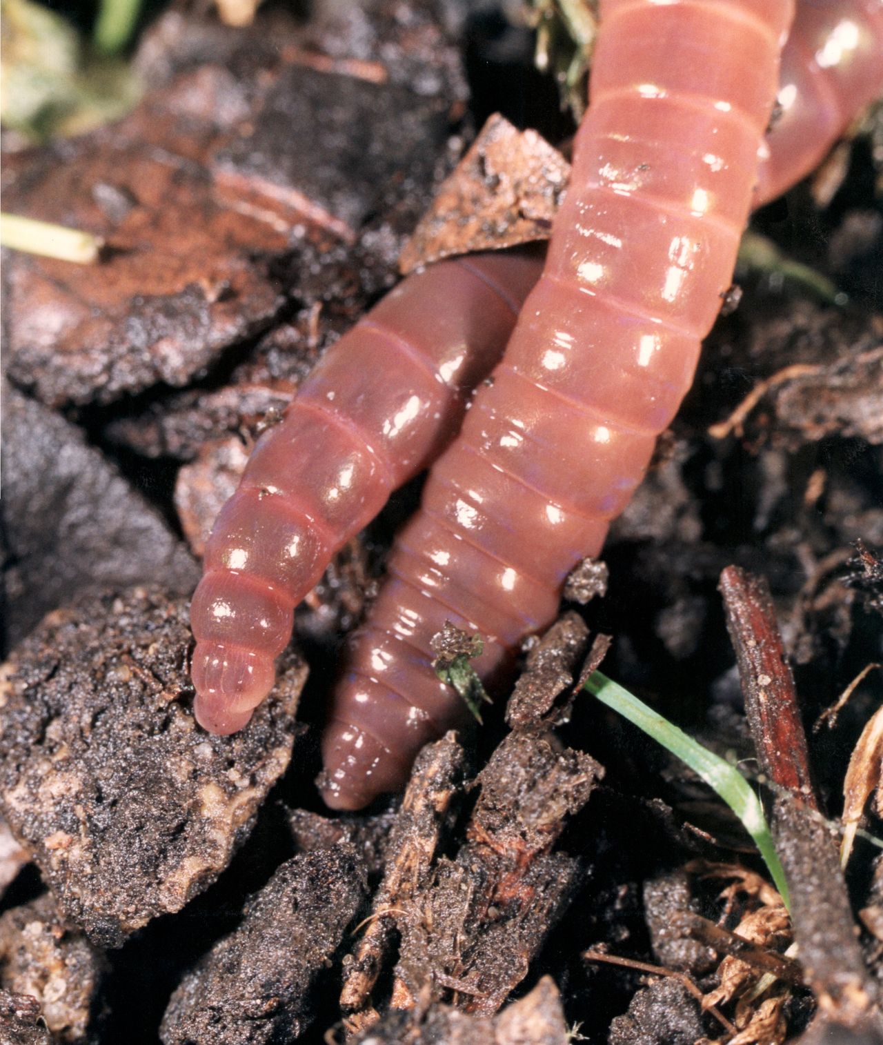 Is ploughing driving your earthworms away?