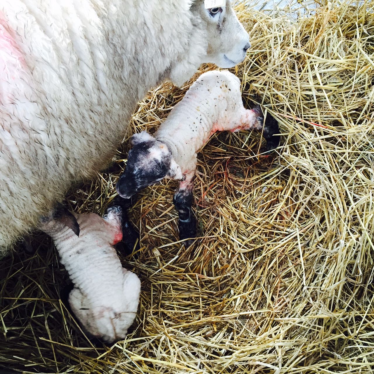 Six illnesses to look out for in your ewes in late pregnancy and lambing time
