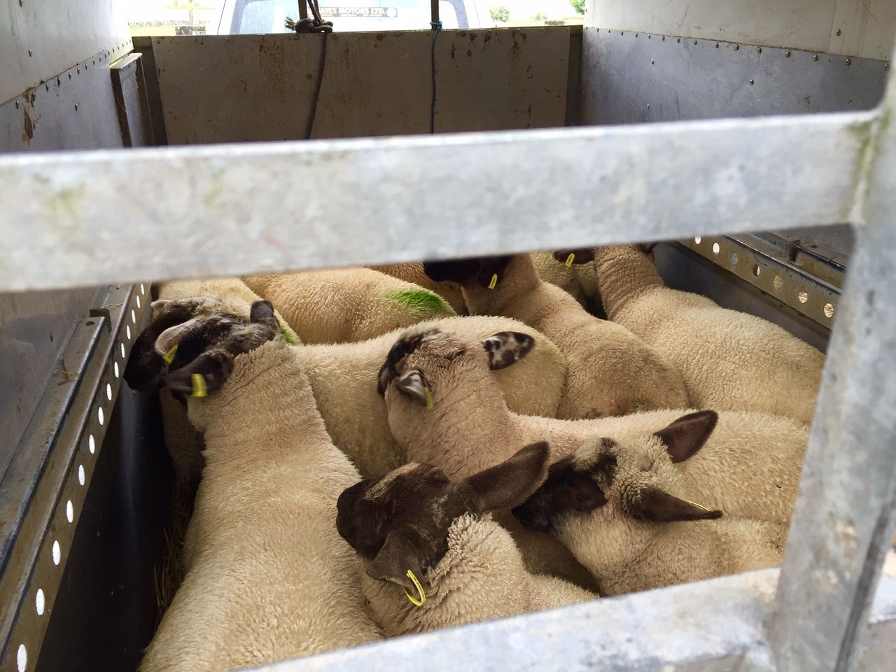 Ramadan buying steadies the sheep trade