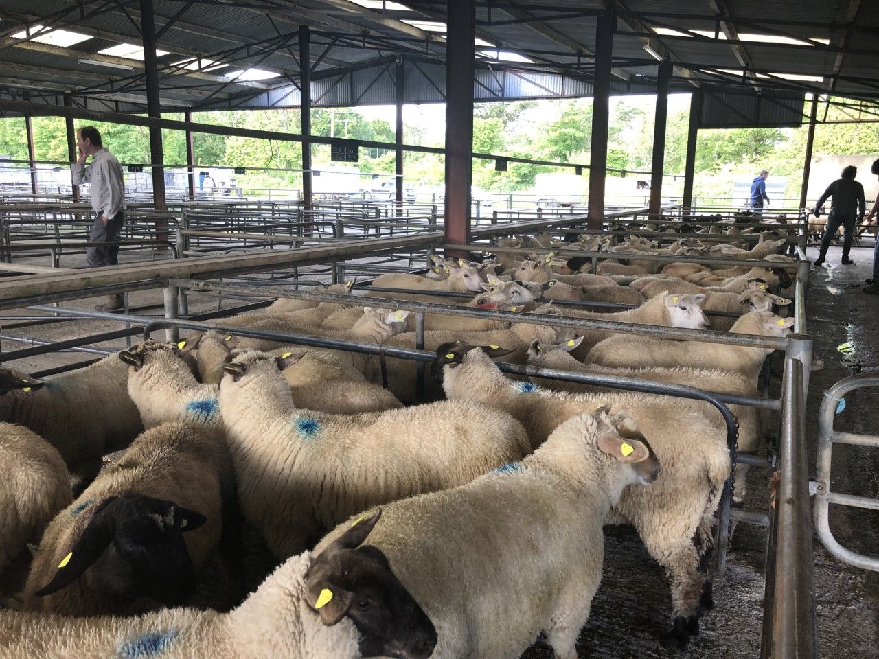 Sheep kill: Shorter week sees throughput fall below 50,000 head