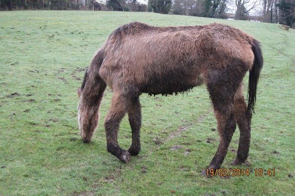 Donegal farmer sentenced after animals on his farm had to be put down