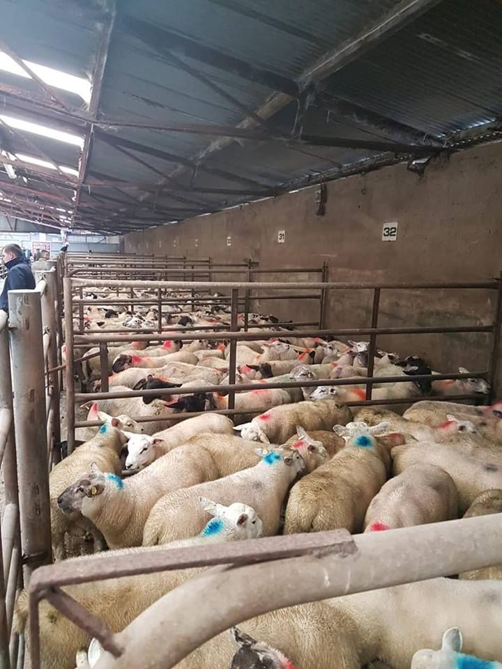 Sheep marts: Prices remain steady in light of factory protests