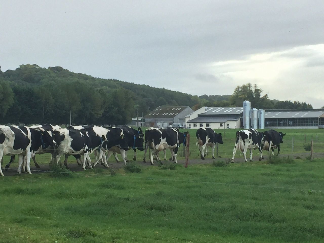 UCD's new dairy herd will show how to maximise output when land is limited