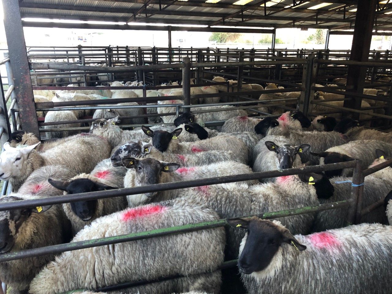 Sheep trade: Is a big logjam looming in sheep factories?