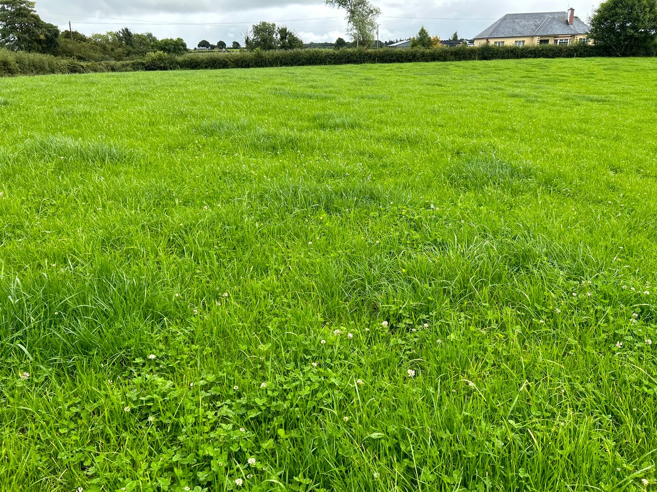 Everything you need to know about clover in 2026