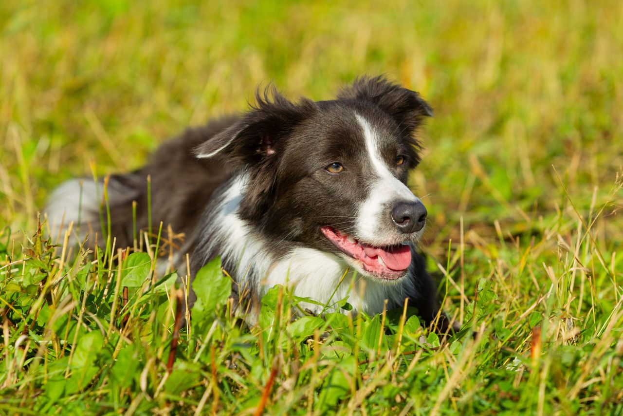 Study to investigate farm dog spread of life-endangering parasite