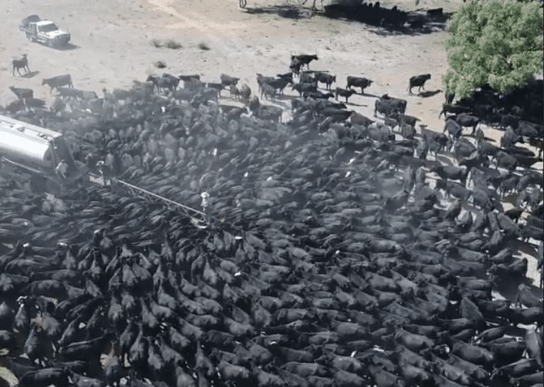 Cows flocking to water tanker highlight impact of Oz drought