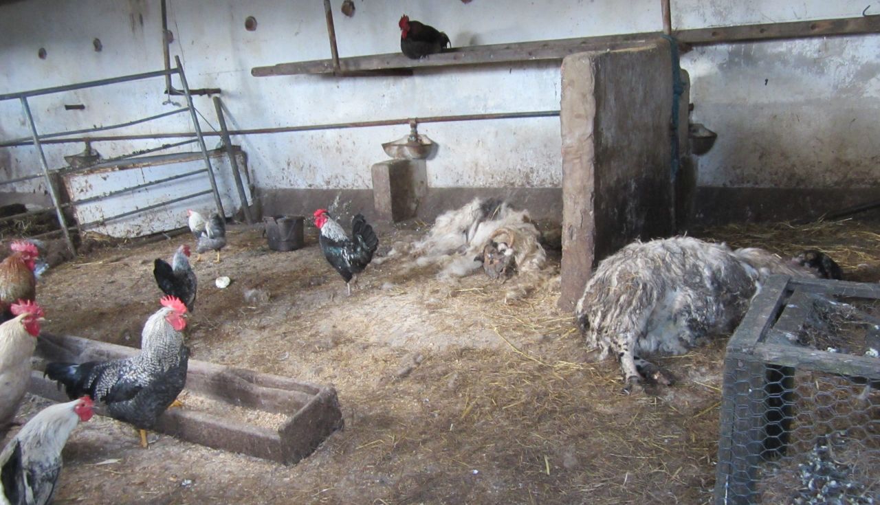 Farmer guilty of cruelty banned from keeping animals for 10 years