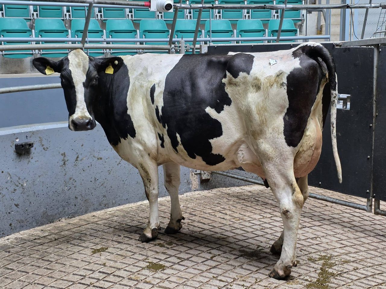 Dairy Trade: Sales holding strong despite TB confusion