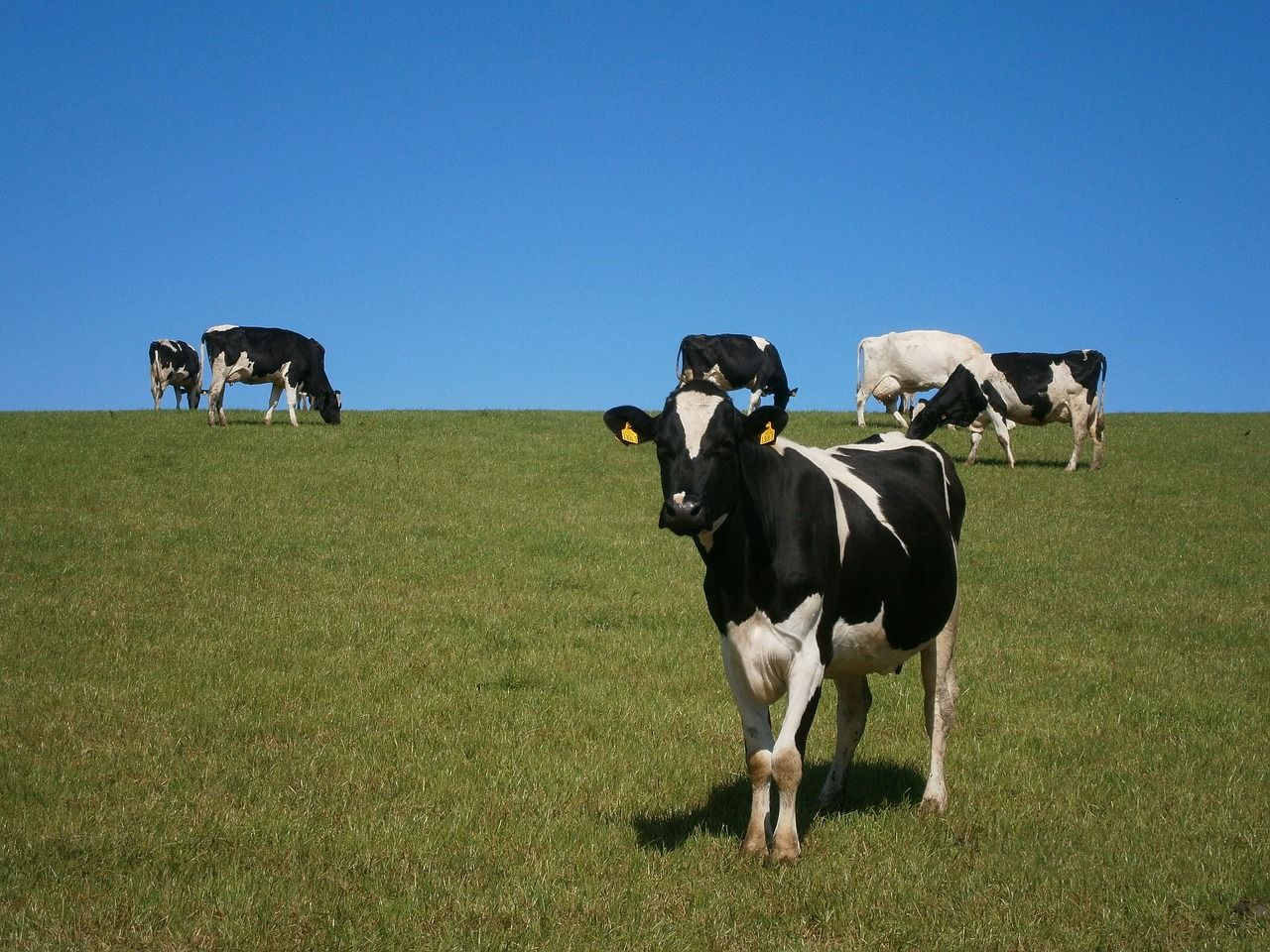 Climate groups call on EU to withdraw proposal for CAP revisions