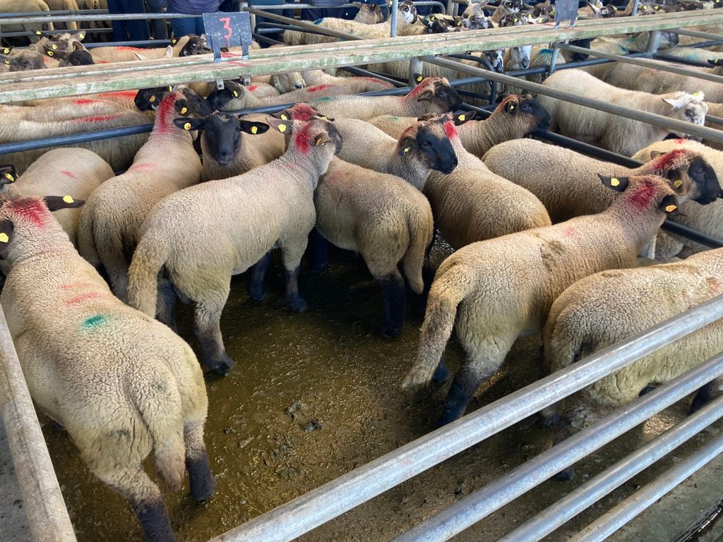 Weighing 46kg, this pen of lambs sold for €170/head