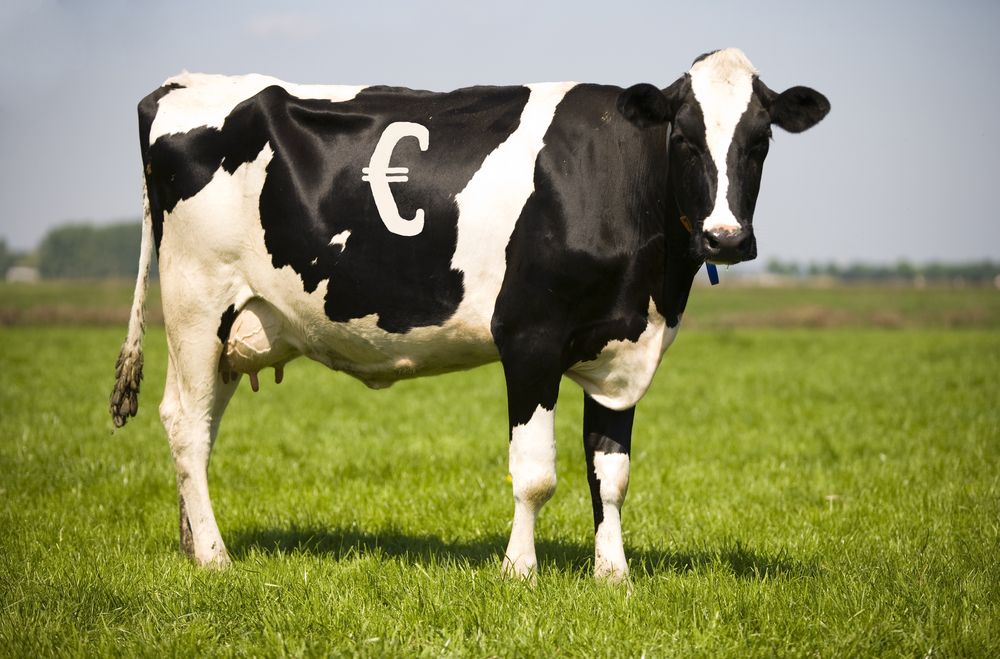 ‘Ireland must build a resilient dairy farm system’