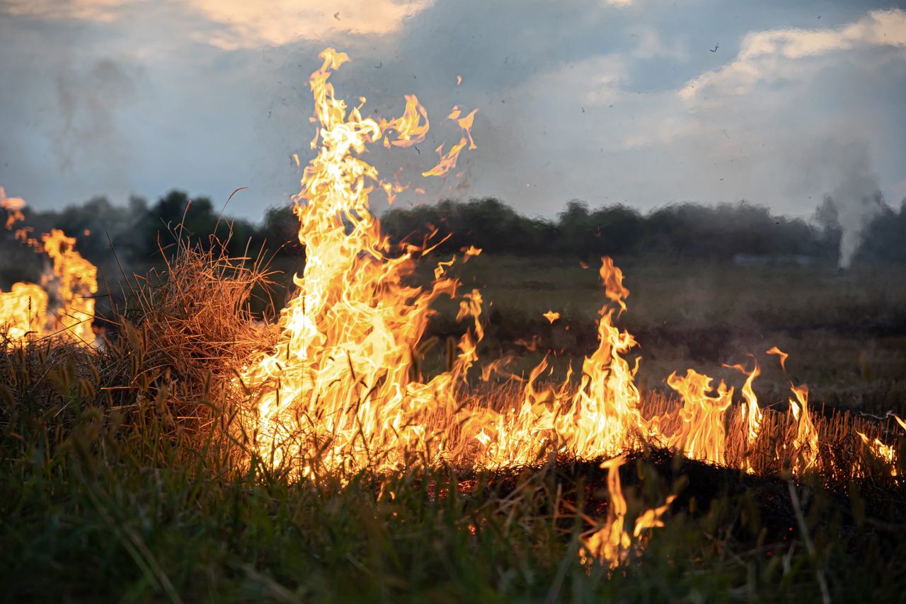 Watch: Farmer warns that gorse fires 'won't help' ACRES scorecards