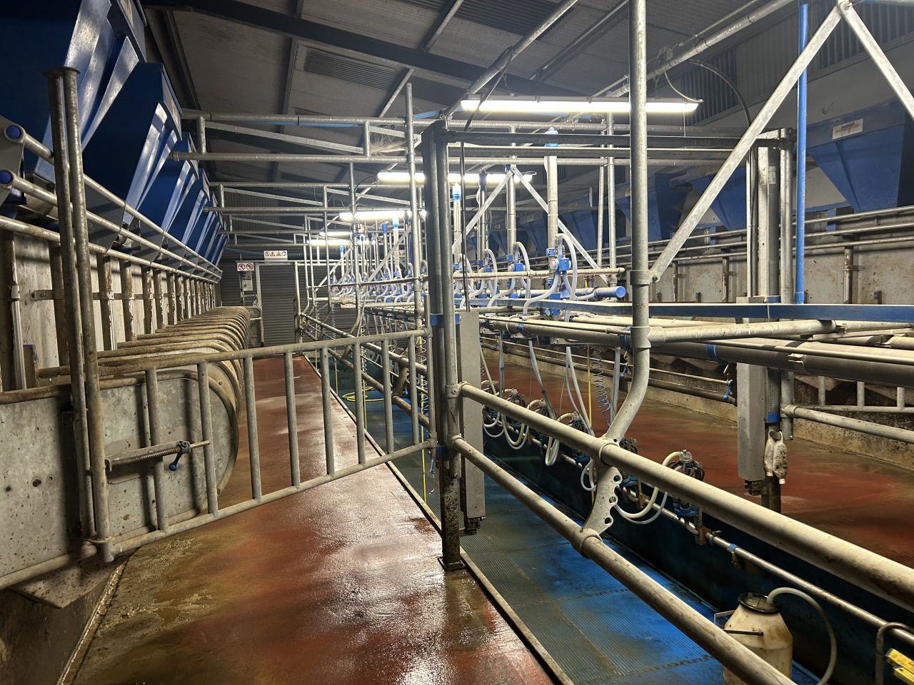 Milk Price Tracker: Prices steady for the end of 2024