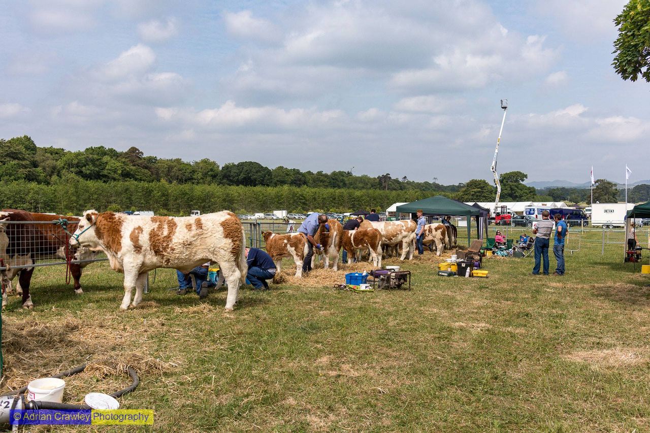 Dundalk Show opens gates with packed programme