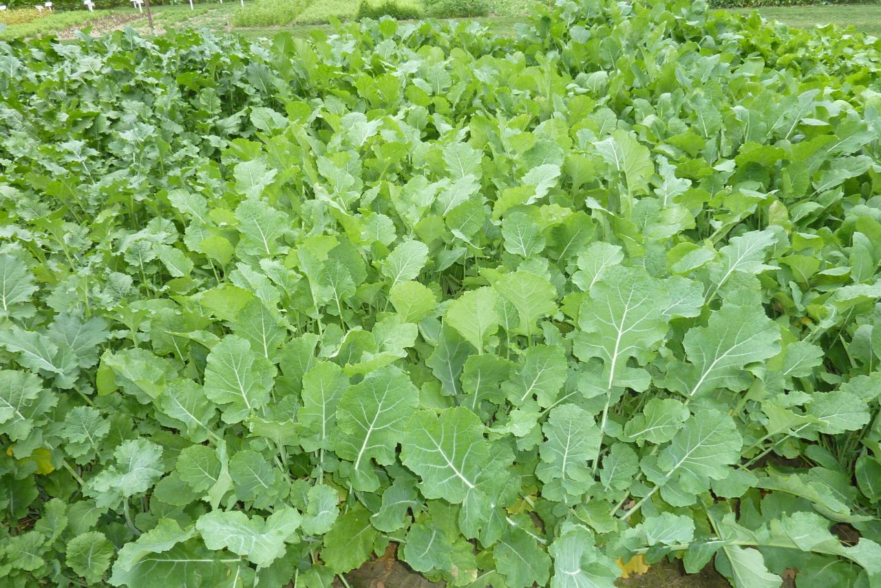 Video: Forage crop management and preparation key to success