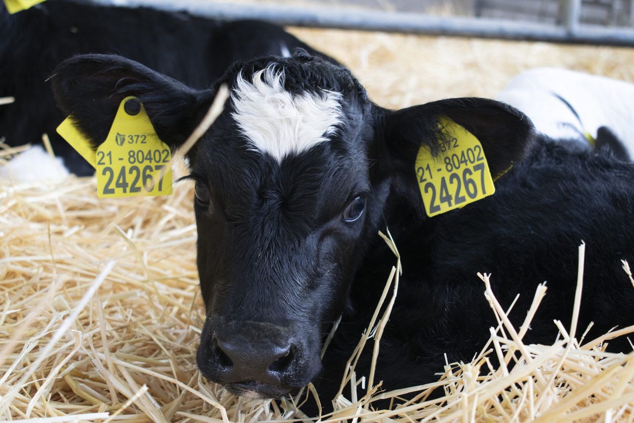 New app launched to 'take the hassle' out of replacing cattle tags