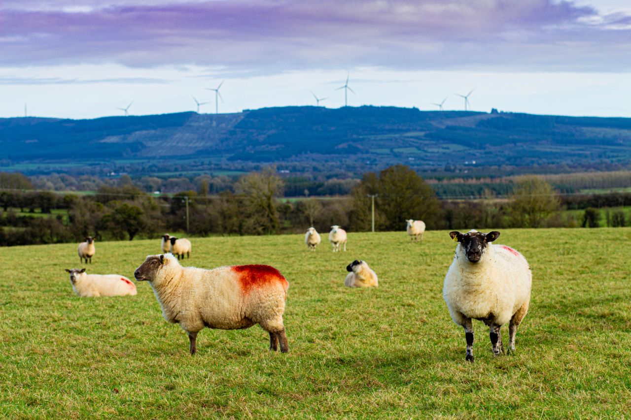 Advice for a new entrant to sheep farming